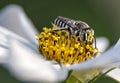 White  flower  and honey bee macro photography Royalty Free Stock Photo