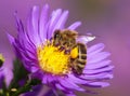 Detail bee or honeybee in Latin Apis Mellifera, european or western honey bee sitting on the yellow violet or blue flower Royalty Free Stock Photo