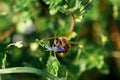 Detail of bee or honeybee in Latin Apis Mellifera, european or western honey bee sitting on the yellow flower