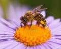 Detail of bee or honeybee, european or western honey bee sitting on the yellow violet or blue flower Royalty Free Stock Photo