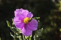 Detail of bee, honeybee or western honey bee sitting on the violet flower