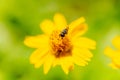 Detail of bee sucking nectar from yellow flower. selective focus