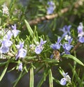 detail of a bee on top a rosemary flower Royalty Free Stock Photo