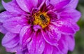 Detail of a bee on a violet-yellow flower of a Dahlia plant Royalty Free Stock Photo