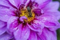 Detail of a bee on a violet-yellow flower of a Dahlia plant Royalty Free Stock Photo