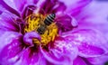 Detail of a bee on a violet-yellow flower of a Dahlia plant Royalty Free Stock Photo