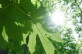 Detail of Beech tree leaves in Spring Royalty Free Stock Photo
