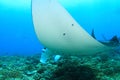 Detail of belly of giant oceanic manta ray above coral reef Royalty Free Stock Photo