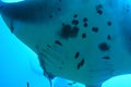 Detail of belly of giant oceanic manta ray
