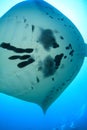 Detail of belly of giant oceanic manta ray