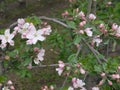 Detail bench from a apple tree with open blossom