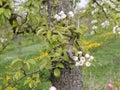 Detail bench from a cherry tree with open blossom,Blurred background