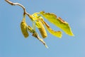 Detail of Betula pendula Spider alley