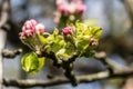 Apple Blossum Royalty Free Stock Photo