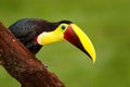 Detail big beak bird Chesnut-mandibled Toucan sitting on the branch in tropical rain with green jungle background. Wildlife scene