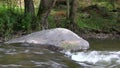 Boulder in the water flow