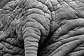 Detail of big elephant. Wildlife scene from nature. Art view on nature. Eye close-up portrait of big mammal, Etosha NP, Namibia in Royalty Free Stock Photo