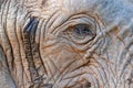 Detail of big elephant. Wildlife scene from nature. Art view on nature. Eye close-up portrait of big mammal, Etosha NP, Namibia in Royalty Free Stock Photo