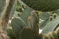 Detail of big opuntia humifusa