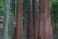 Detail of the big sequoia trees Royalty Free Stock Photo