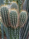 Detail of big trichocereus pasacana