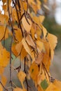 Detail of a birch branch