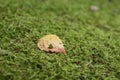 Detail of birch leaf on green moss Royalty Free Stock Photo