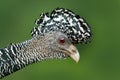 Detail bird portrait with crest. Bare-faced Curassow, Crax fasciolata, big black bird with yellow bill in the nature habitat, Cost