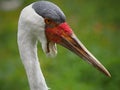 Head profile-birds have a different anatomical structure and their eyes are more on the sides of the head