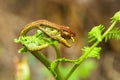 Detail of the birth of the leaf of a fern Royalty Free Stock Photo