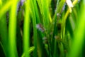 Detail of black beard algae or brush algae Audouinella sp., Rhodochorton sp. growing on aquarium plant leaves with blurred