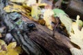 Black beatle in a natural wood