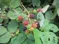 Detail of a black berry bush or bramble with green, red and black berries Royalty Free Stock Photo