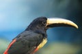 Black-necked aracari detail