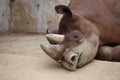 Detail Of Black Rhinoceros Lying On The Ground Royalty Free Stock Photo