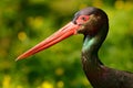 Detail of black stork. Wildlife scene from nature. Bird Black Stork with red bill, Ciconia nigra, sitting on the nest in the