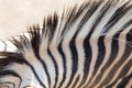 Detail of a black and white stripes on a zebra skin Royalty Free Stock Photo