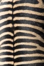 Detail of a black and white stripes on a zebra skin Royalty Free Stock Photo