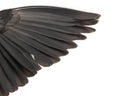 detail of the black wing of a dead bird on white background, bird wing concept Royalty Free Stock Photo