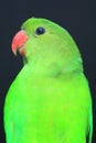 Black-winged lovebird