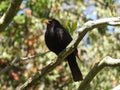 Blackbird is sitting on long branch.