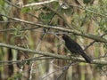 detail of a blackbird in a meadow