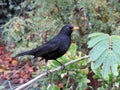 The blackbird with orange beak and pulled down wings is sitting on the grey branch.