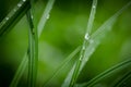 Detail of blade of grass with morning dew