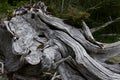 Detail of bleached and twisted roots of tree at top of beach