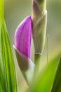 Bletilla striata china orchid pink flower buds