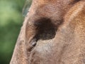 Detail of blind horse head. Horse without eye ball