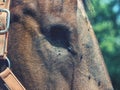 Detail of blind horse head. Horse without eye ball