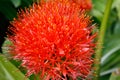 Detail of the blood lily