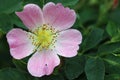 Detail of the bloom of wild rose shrub Royalty Free Stock Photo
